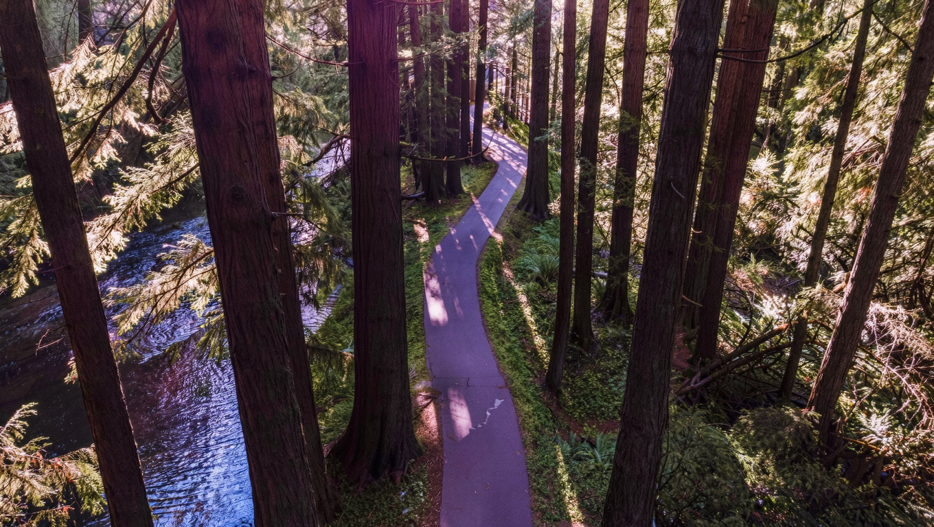 Soos Creek Trail paved path in Renton Washington winding through mature Pacific Northwest forest with Douglas fir and cedar trees.