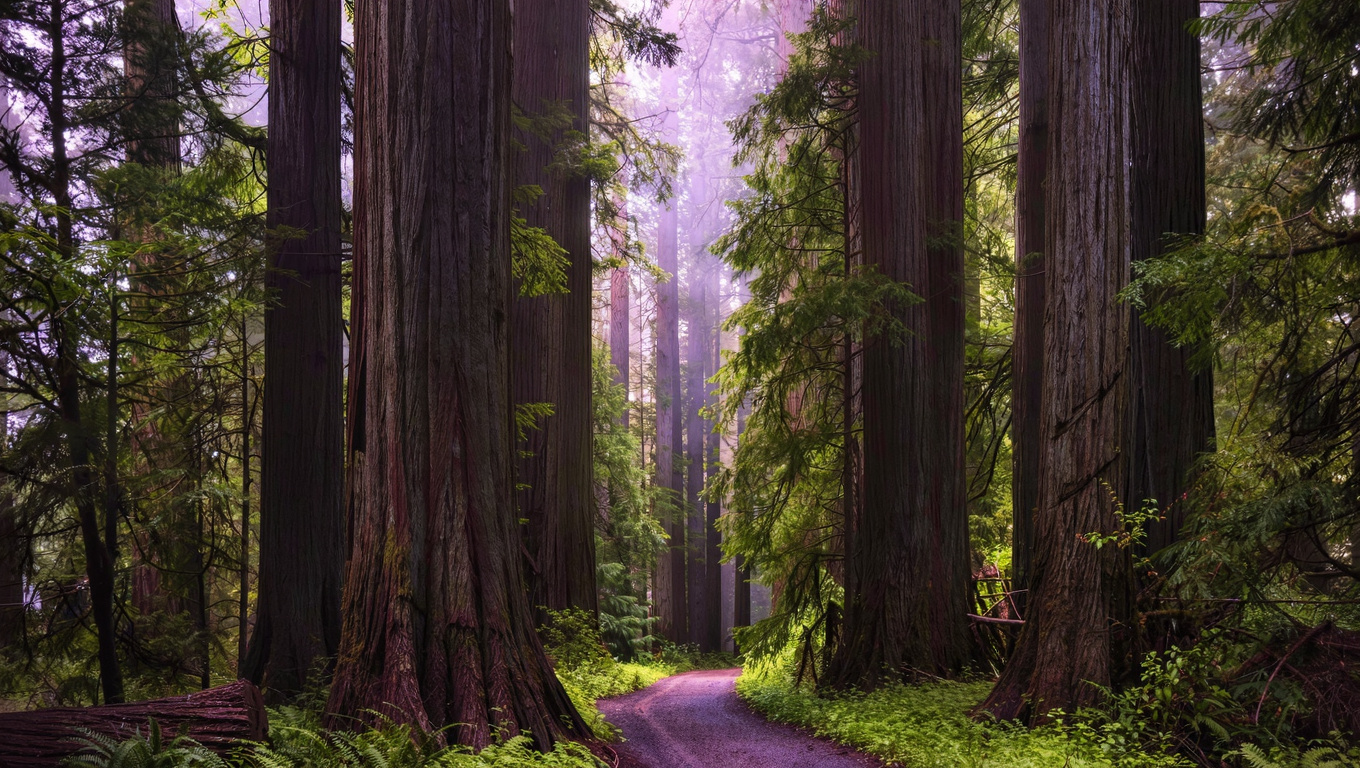 Cougar Mountain Regional Wildland Park forest trail near May Valley in Renton WA, winding through old-growth Douglas fir and western red cedar