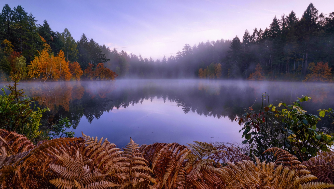 Calm early morning shoreline of Pine Lake in Sammamish, Washington with still water reflecting the Douglas fir and alder tree canopy and soft mist over the surface