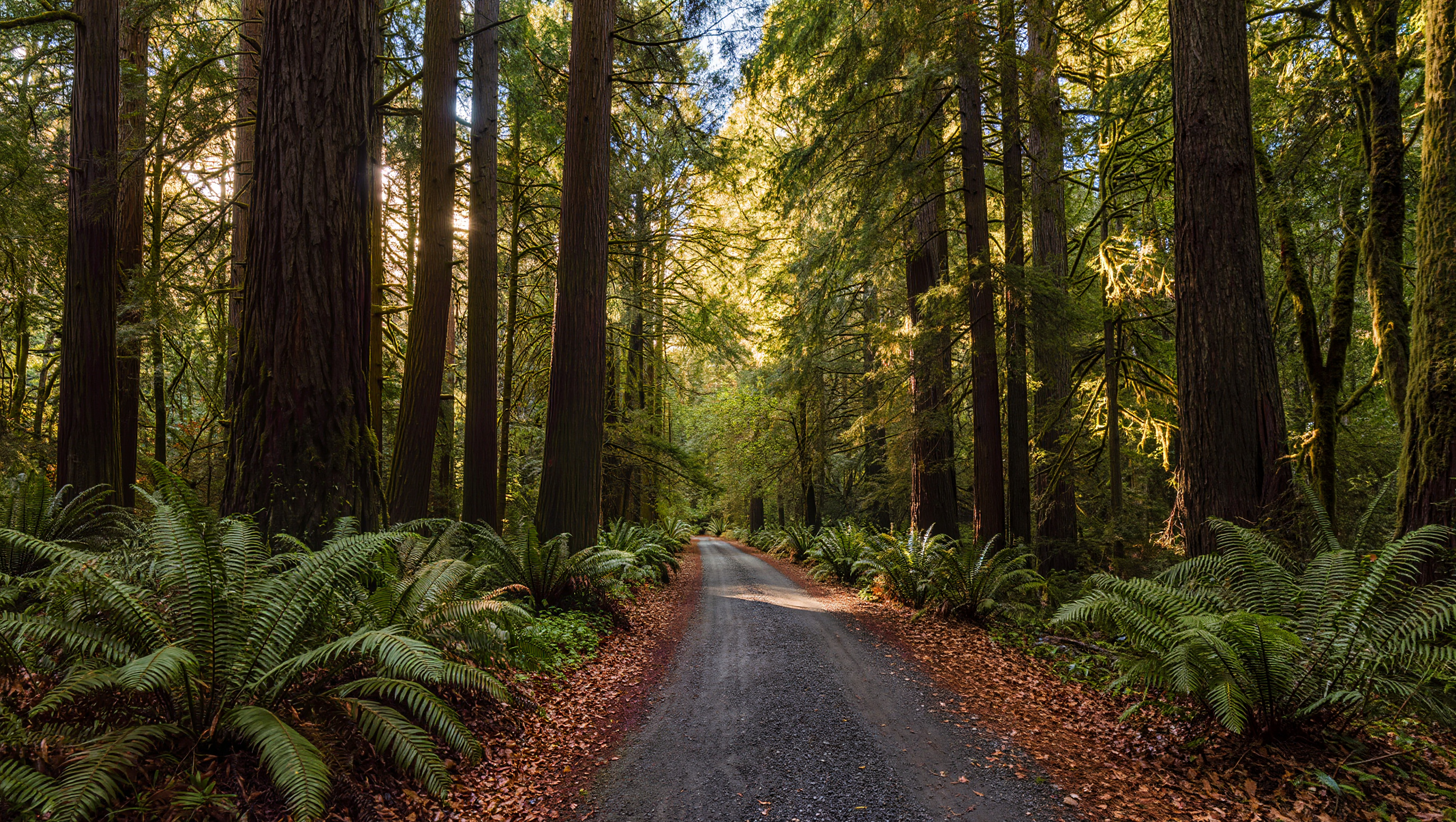 Cedar River Trail path through Renton WA with Douglas fir forest canopy, King County Washington