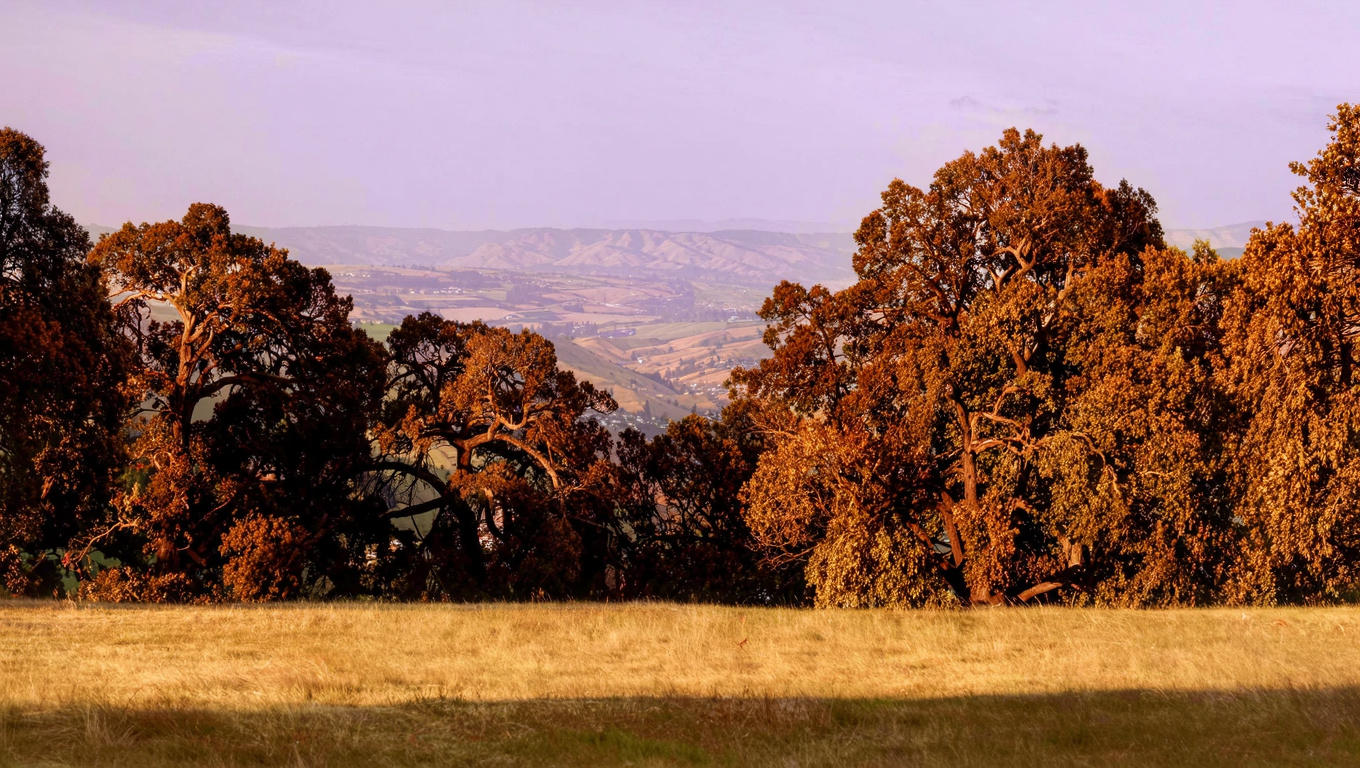 Talbot Hill Reservoir Park open space in Renton Washington with large grass field, mature tree border, and territorial valley views.
