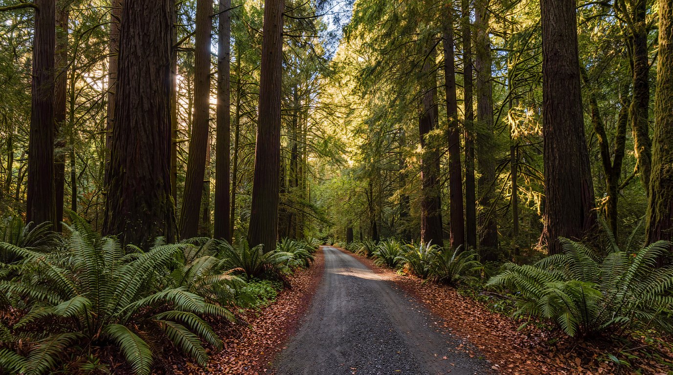 Cedar River Trail path through Renton WA with Douglas fir forest canopy, King County Washington
